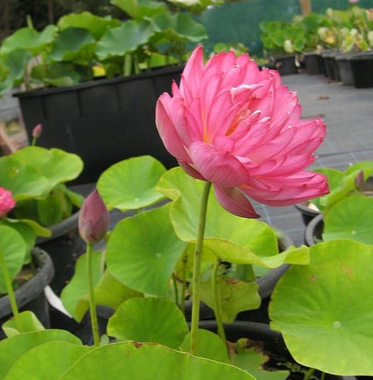 20 Pcs Japanese Bonsai Lotus Seeds Pack of 1 - MeraPopi